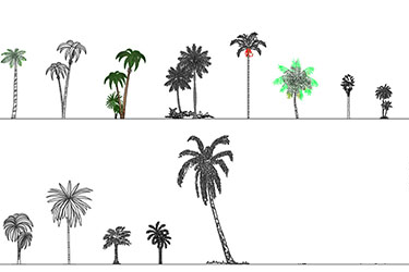 دانلود فایل معماری  بلوک‌های کاد درختان نخل با فرمت DWG در اتوکد